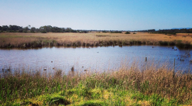 Sustainable Ag Groups Seek To Defend Clean Water, Wetlands Against Effort To Gut Longstanding Protections