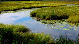 Federal Judge Approves Farmer, Sustainable Agriculture Group Intervention In Lawsuit Seeking To Gut Wetland Protections