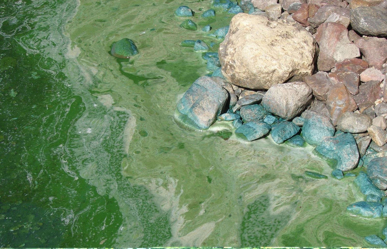 Algae from Lake Okoboji