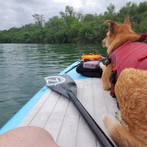Dog in red life vest lays in stand up paddleboard