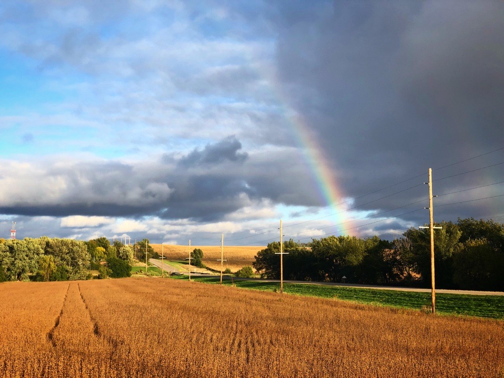 Rainbow in Field