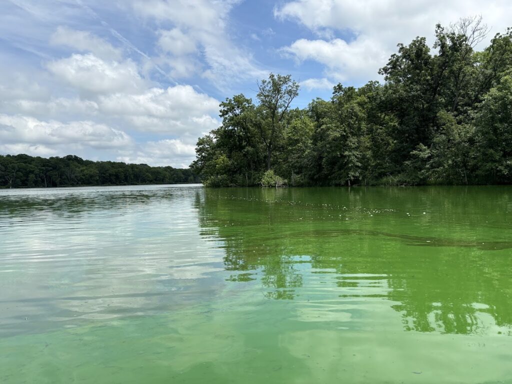 Lake Darling Cyanobacteria